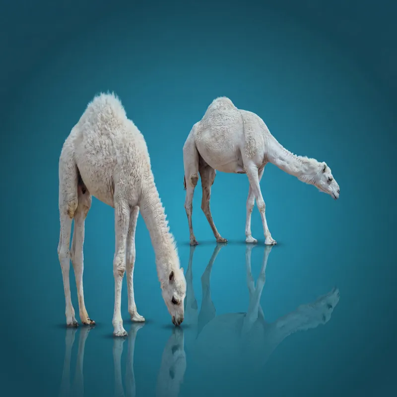 حاشي